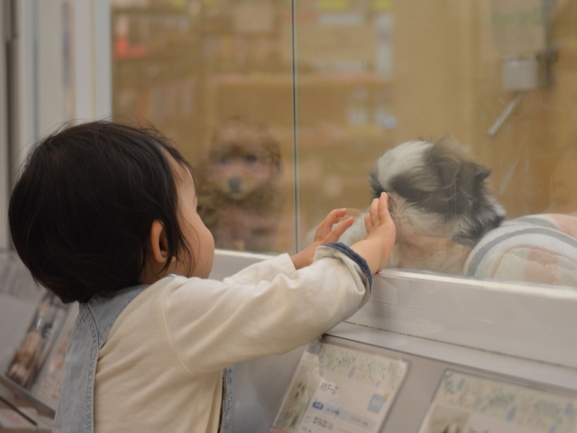 資格がなくてもペットショップ店員になれる おすすめの資格ガイド